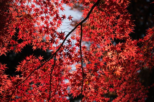 红色月季花花语及寓意