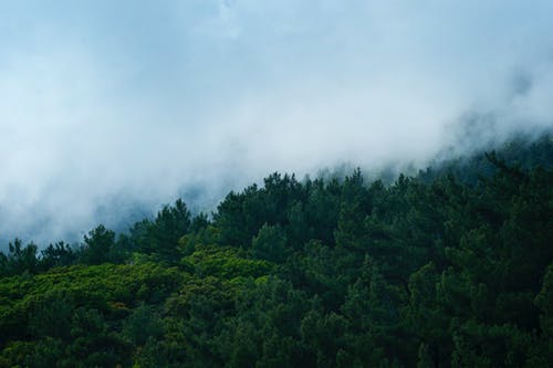 网购红枫树如何上盆