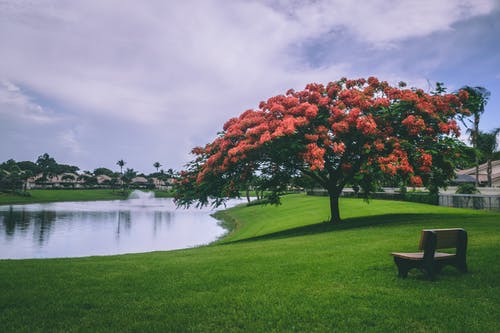 朱砂根花枯萎了怎么办