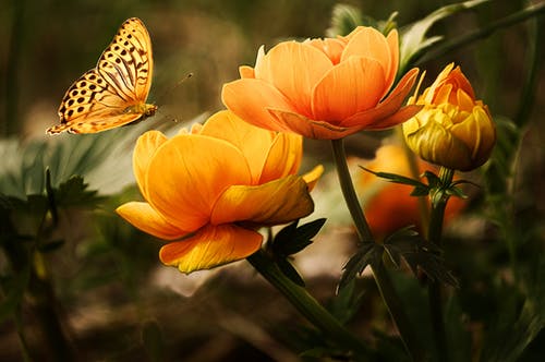 滴水观音开花有什么兆头，生旺发财，花开聚福