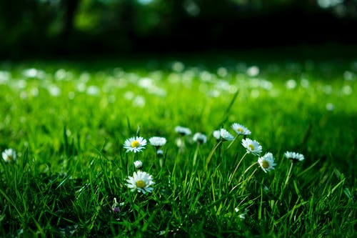 四季红山茶花怎么养