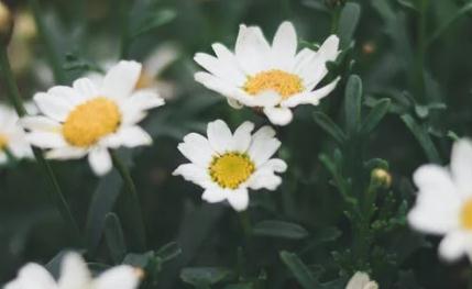 如何用百香果泡蜂蜜水喝