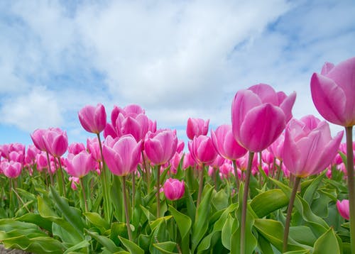 家里可以种桂花树吗