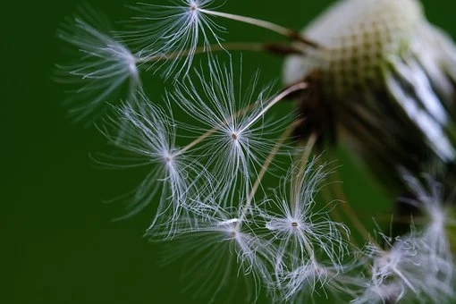 虎皮兰开花寓意是什么 虎皮兰开花的风水意义是什么