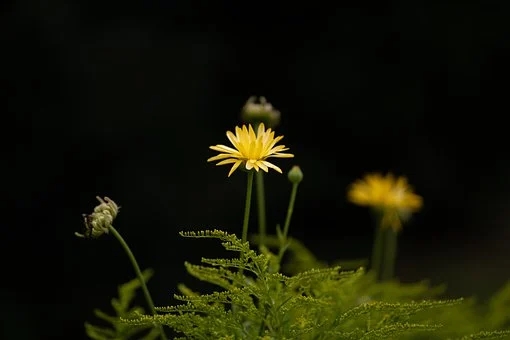 梦见貔貅吊坠