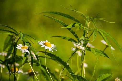 梦见貔貅吊坠