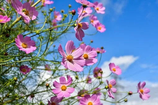 金银花栽家里不吉利 金银花的摆放禁忌