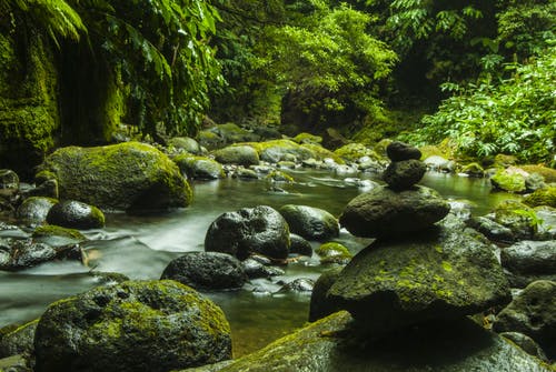 油麦菜几天发芽出土